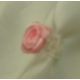 csipeszes szatén rózsafej , rózsaszín (1,5 cm)